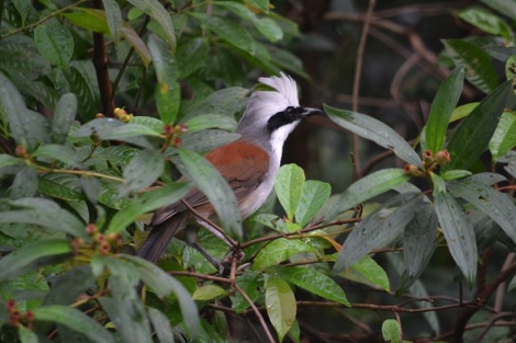 white-crested laughing thrush, Singapore